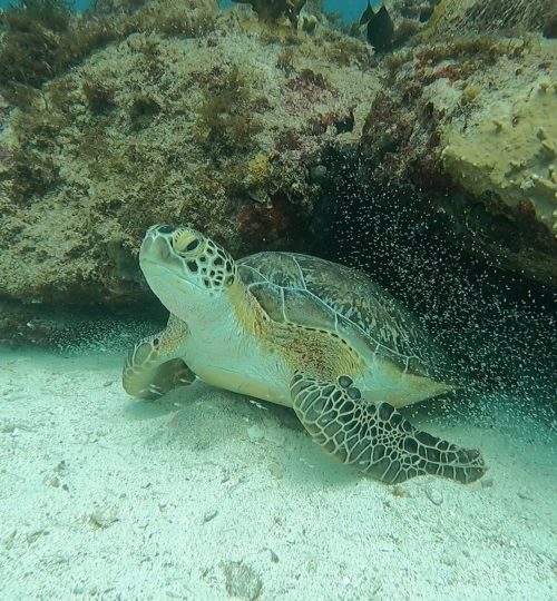 Snorkel-min